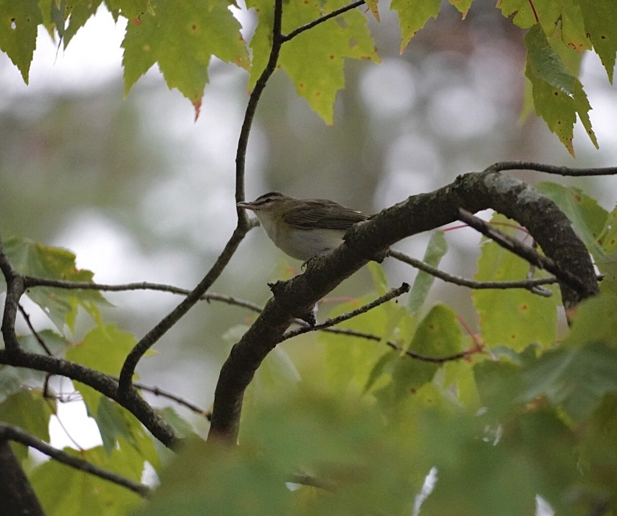 Red-eyed Vireo - ML641414425