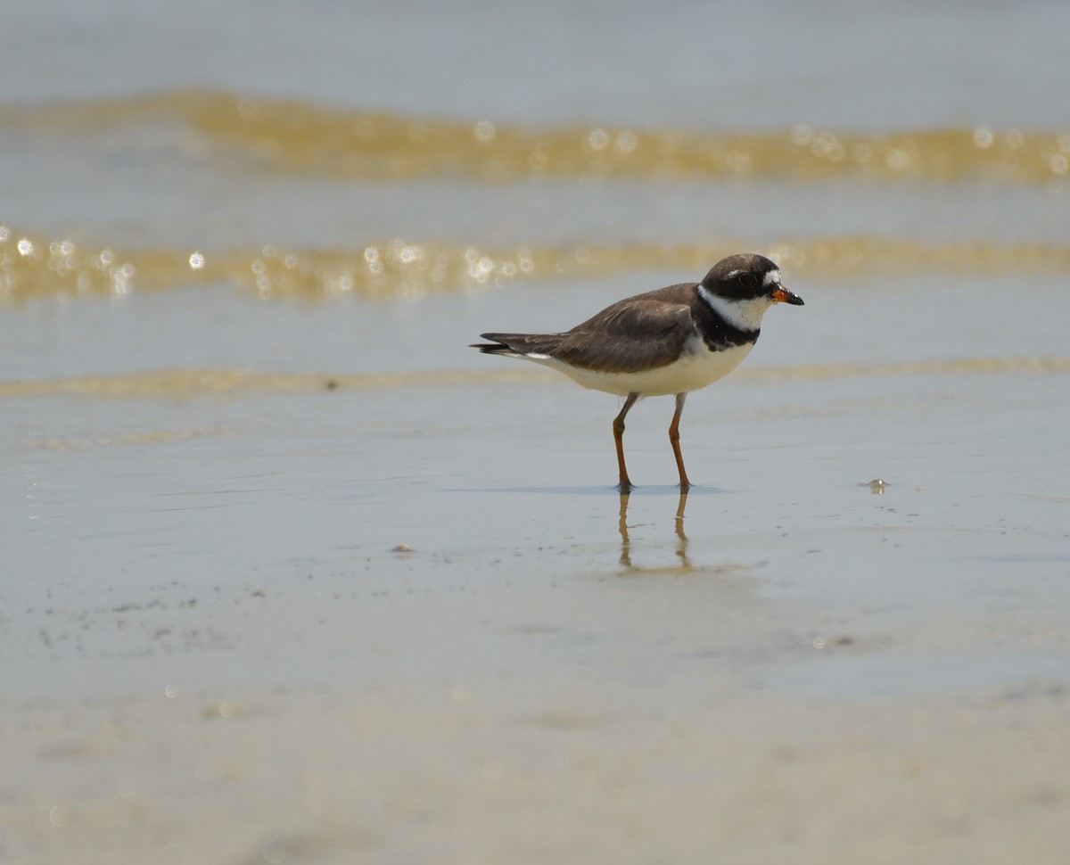 Semipalmated Plover - ML641414427