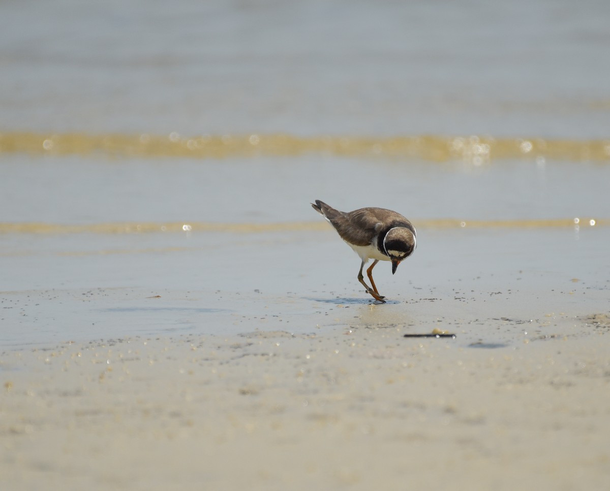 Semipalmated Plover - ML641414428
