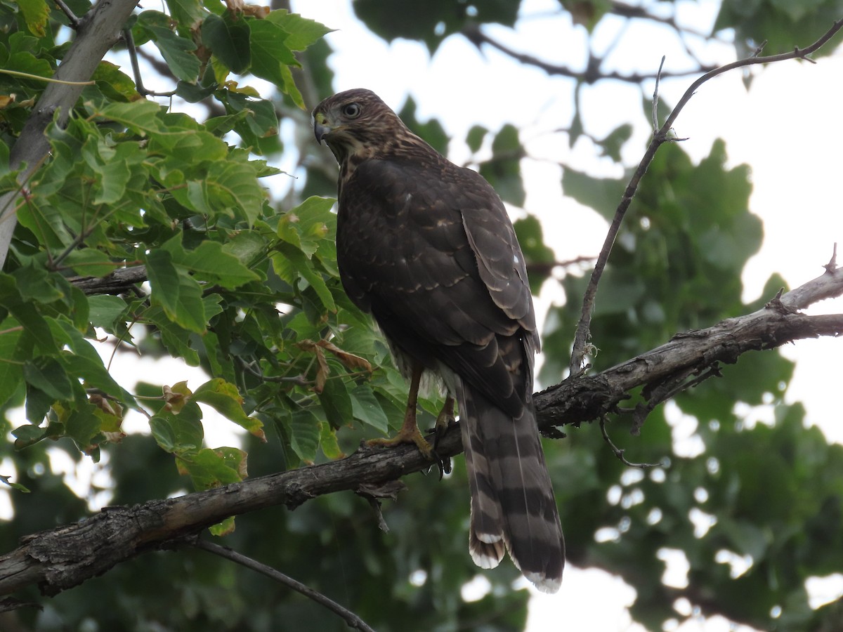 Cooper's Hawk - ML641414431