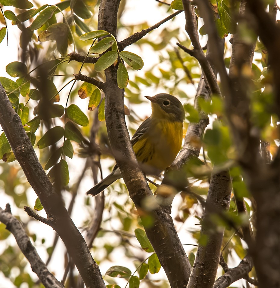 Magnolia Warbler - ML641414432