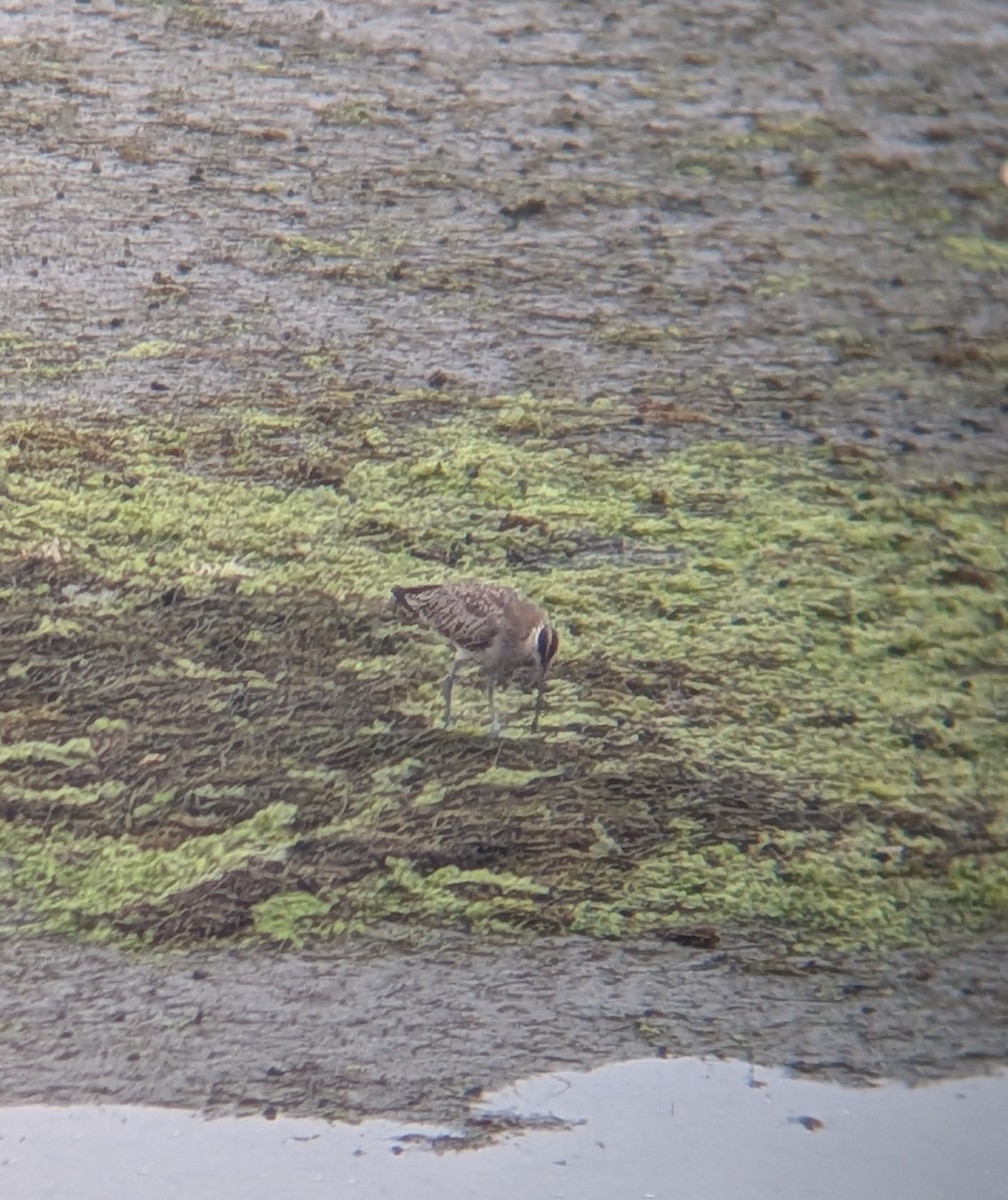 Willet - ML641414433