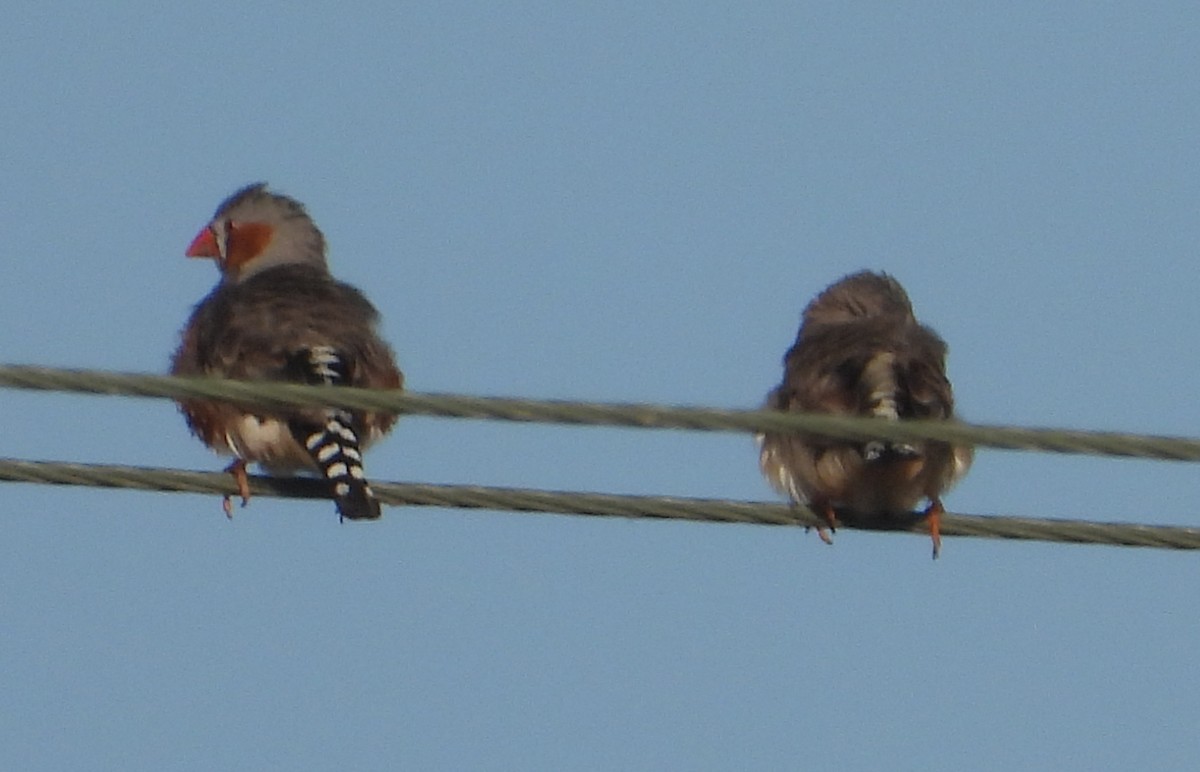 Zebra Finch - ML641414449