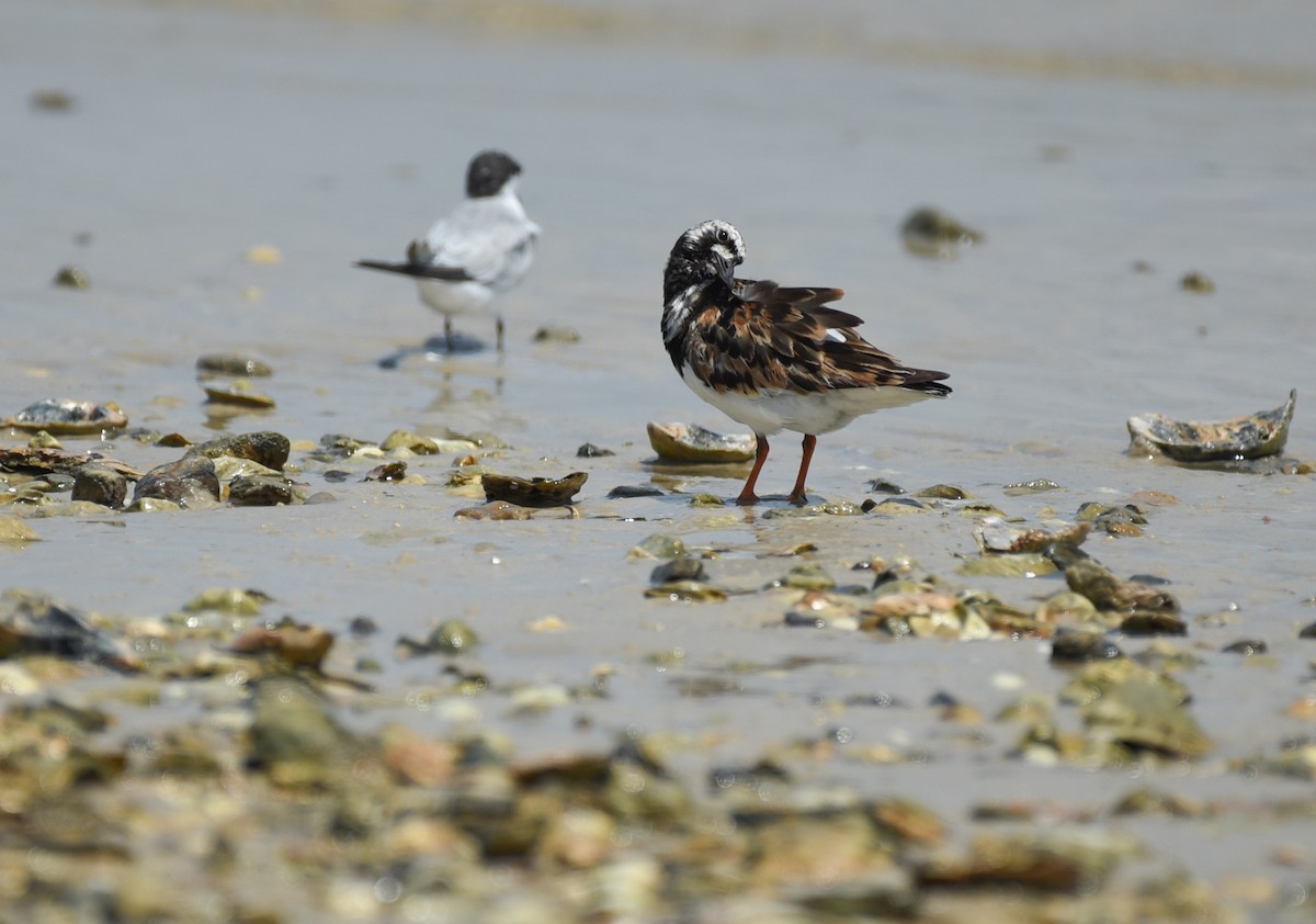 Ruddy Turnstone - ML641414461