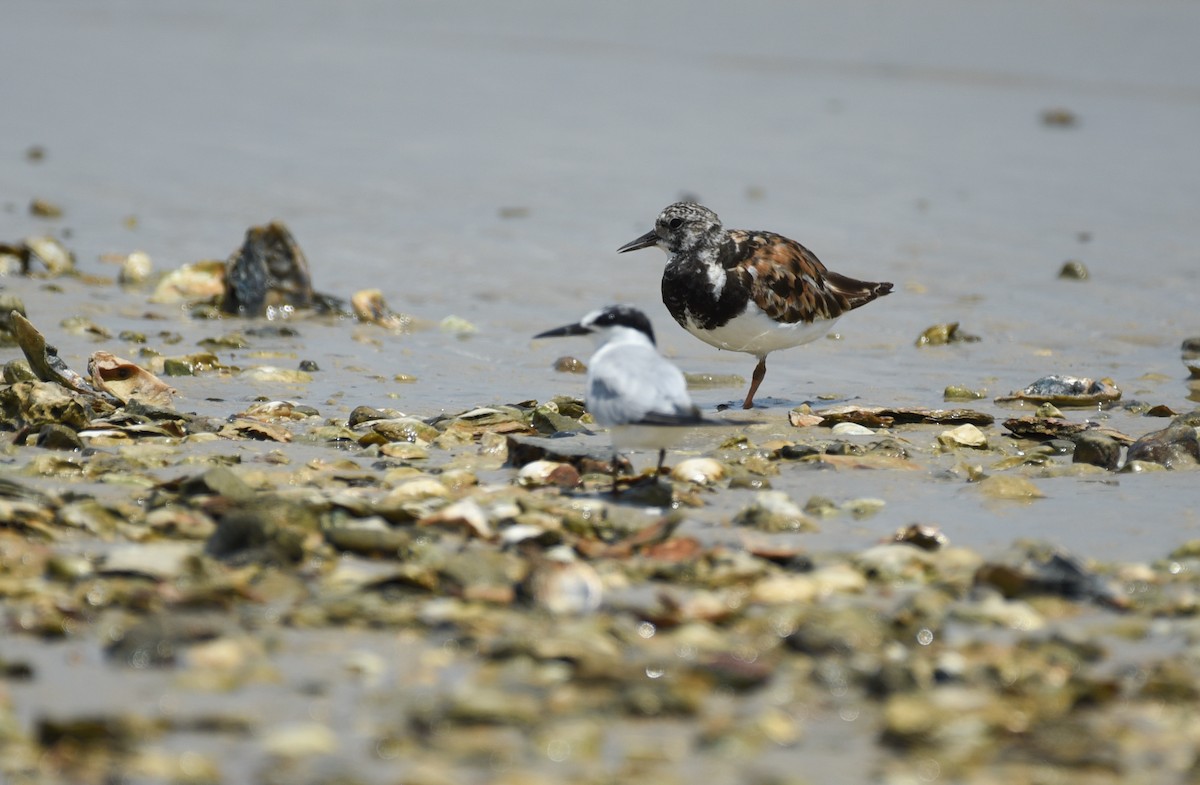 Ruddy Turnstone - ML641414462