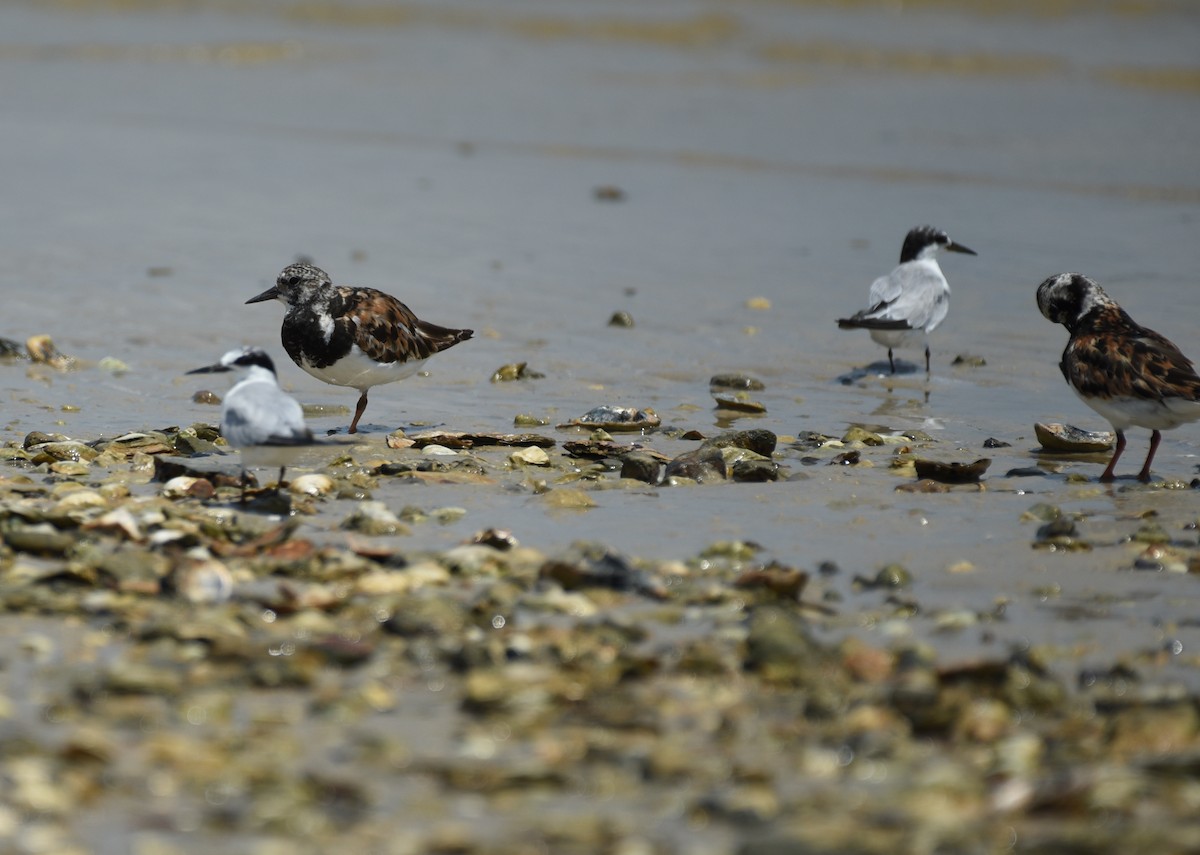 Ruddy Turnstone - ML641414463
