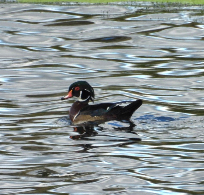 Wood Duck - ML641414486