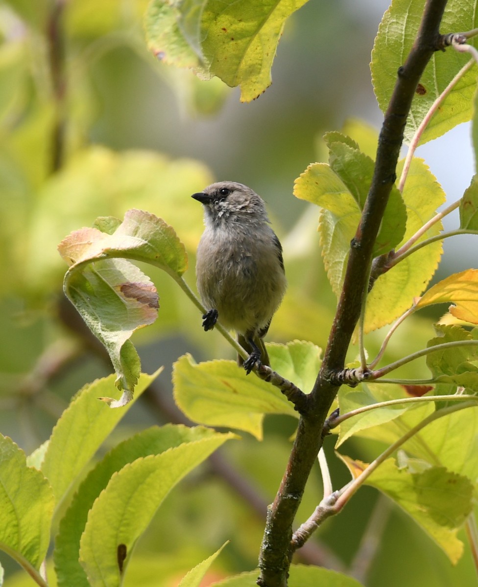 Bushtit - ML641414493