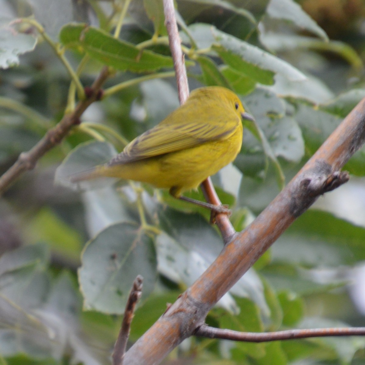 Paruline jaune - ML641414499