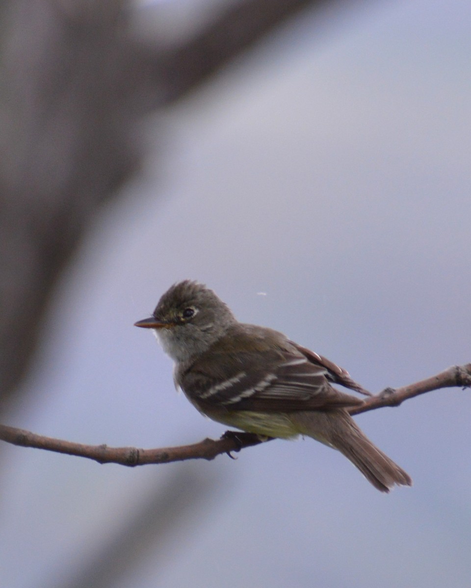 Empidonax sp. - ML641414504