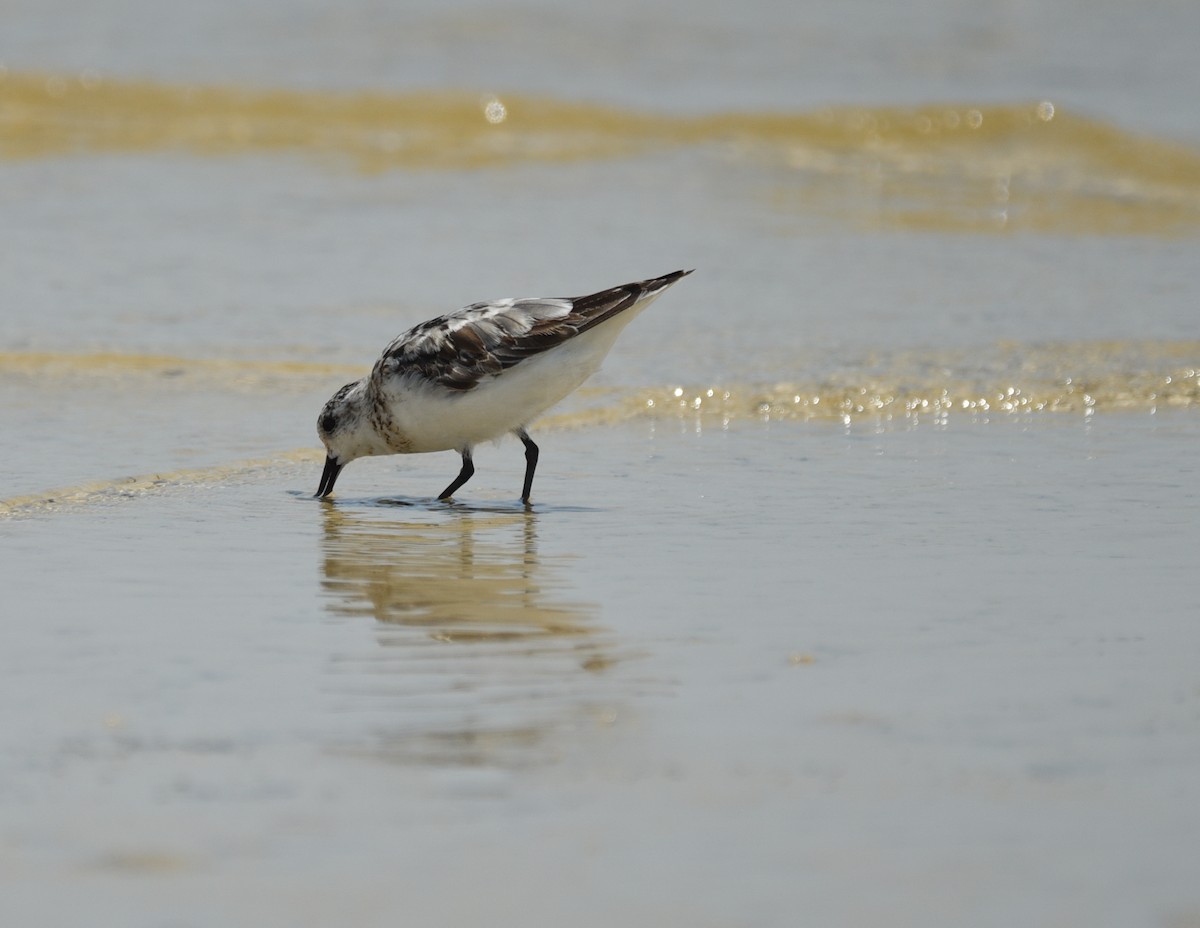 Bécasseau sanderling - ML641414508