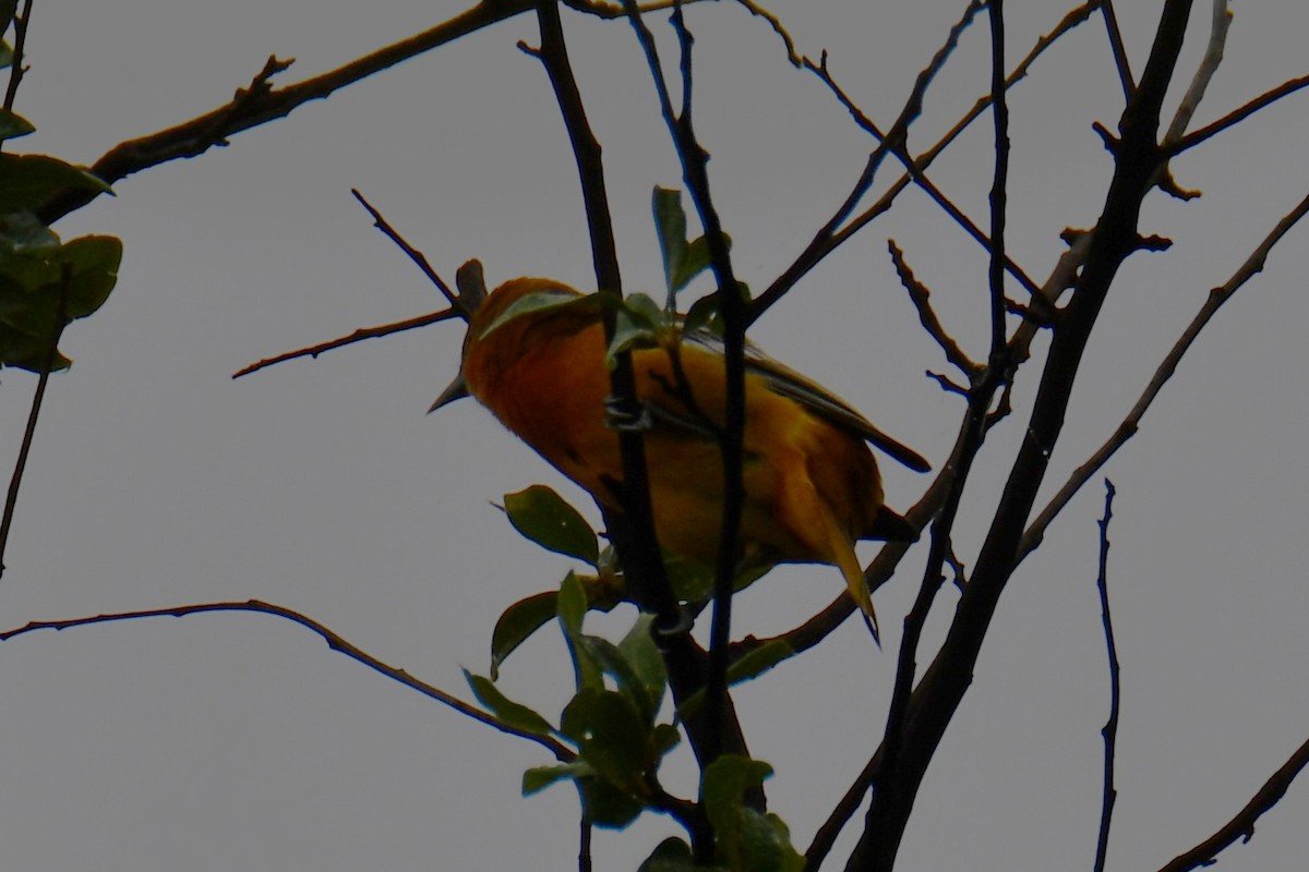 Oriole de Baltimore - ML641414512