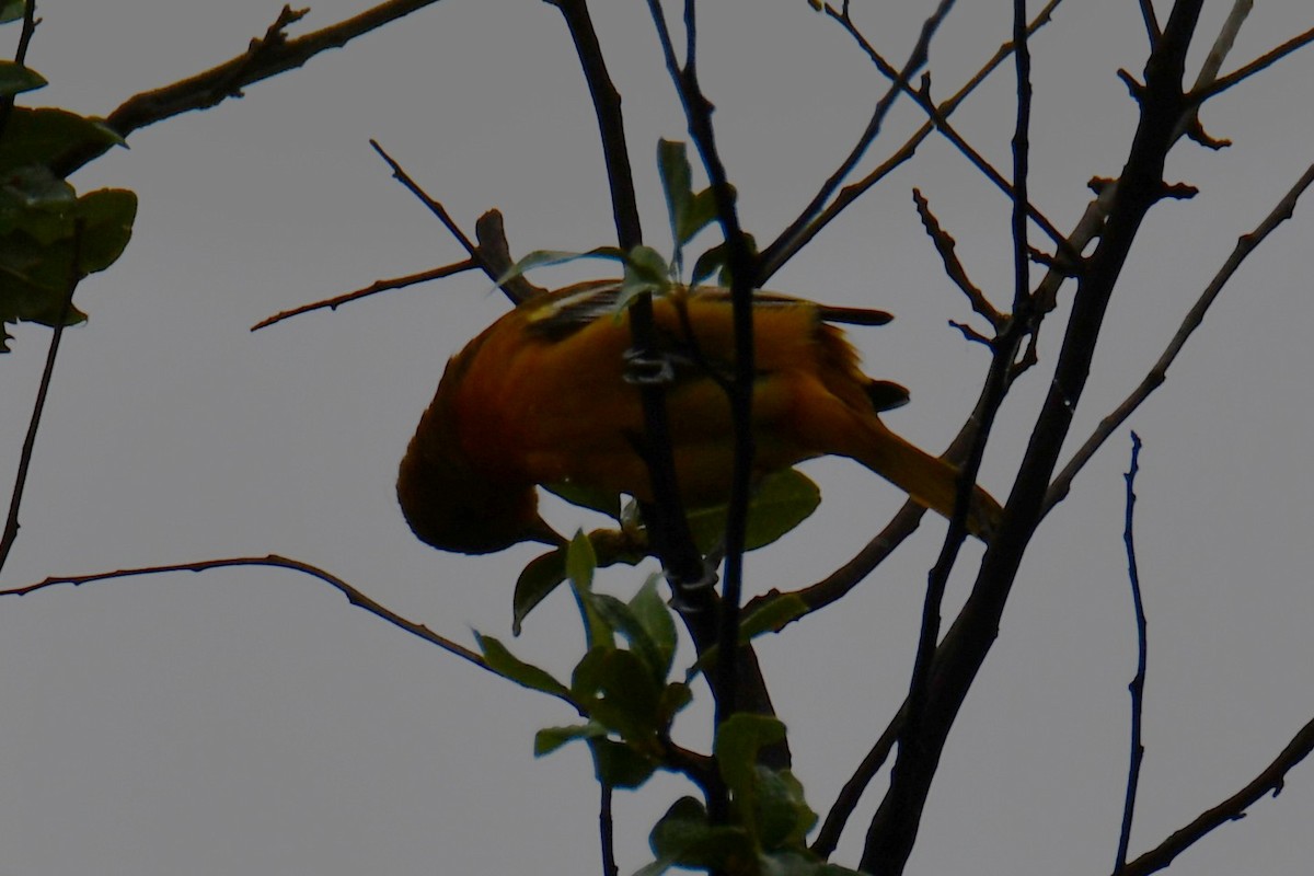 Oriole de Baltimore - ML641414513