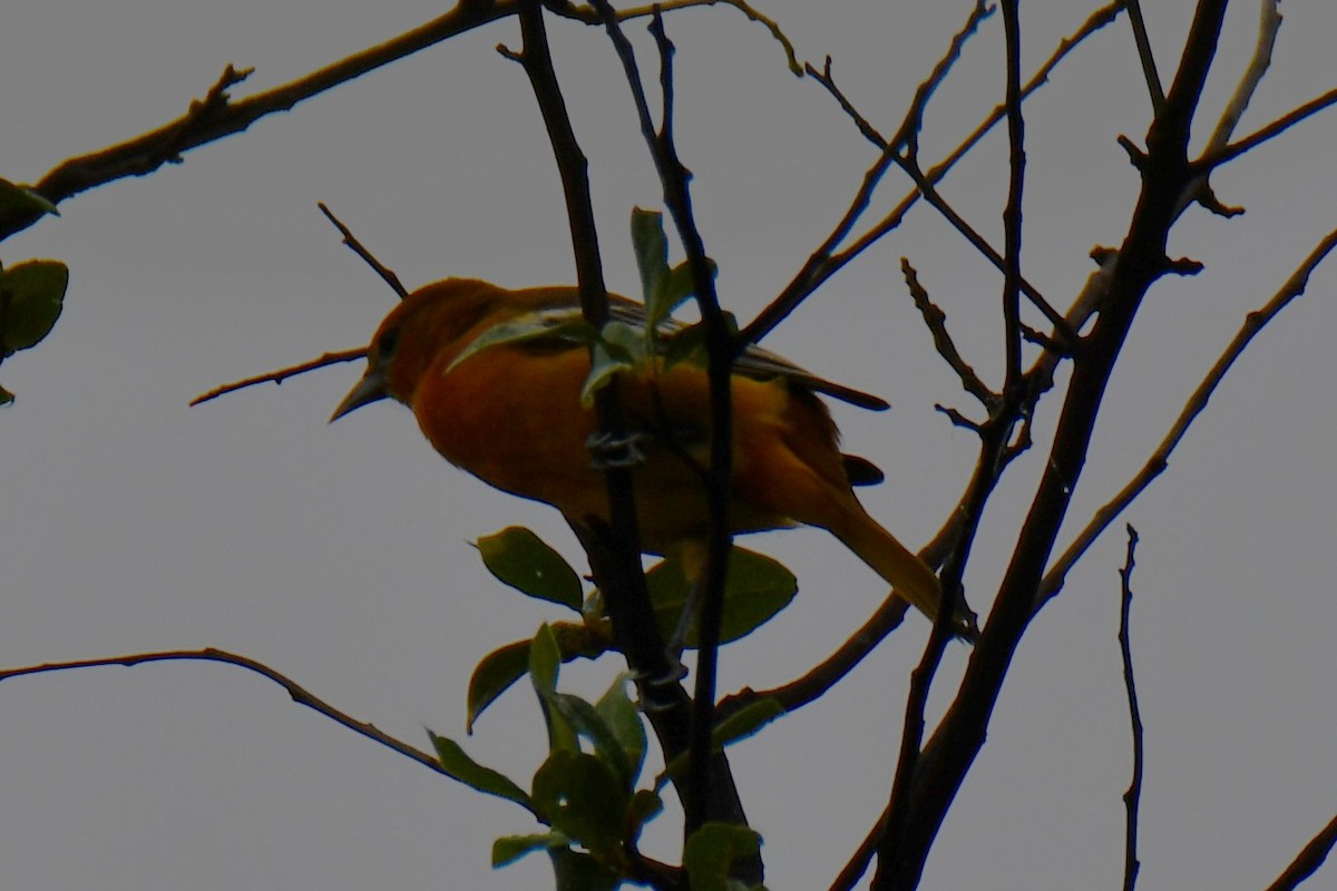 Oriole de Baltimore - ML641414514