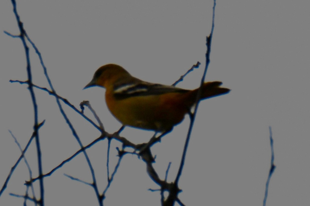 Oriole de Baltimore - ML641414515