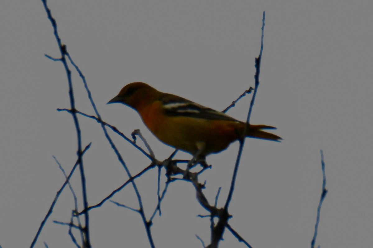 Oriole de Baltimore - ML641414516