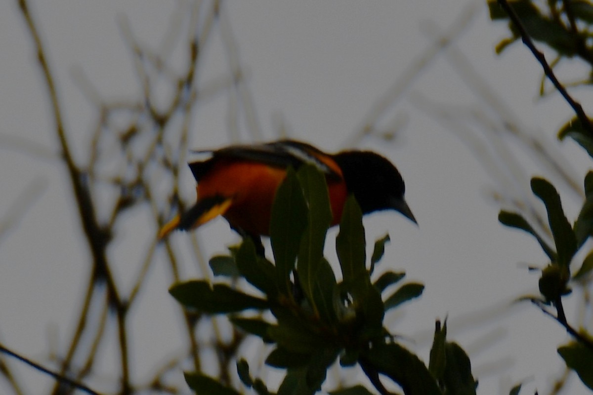 Oriole de Baltimore - ML641414517