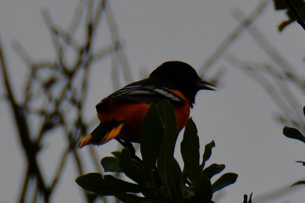 Oriole de Baltimore - ML641414518