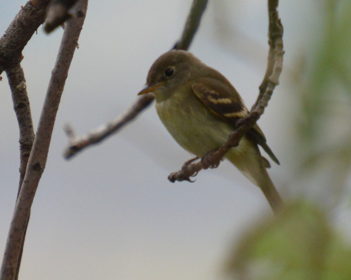 Empidonax sp. - ML641414522