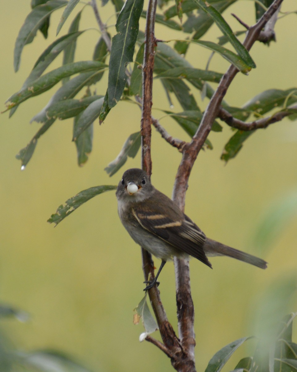 Empidonax sp. - ML641414523