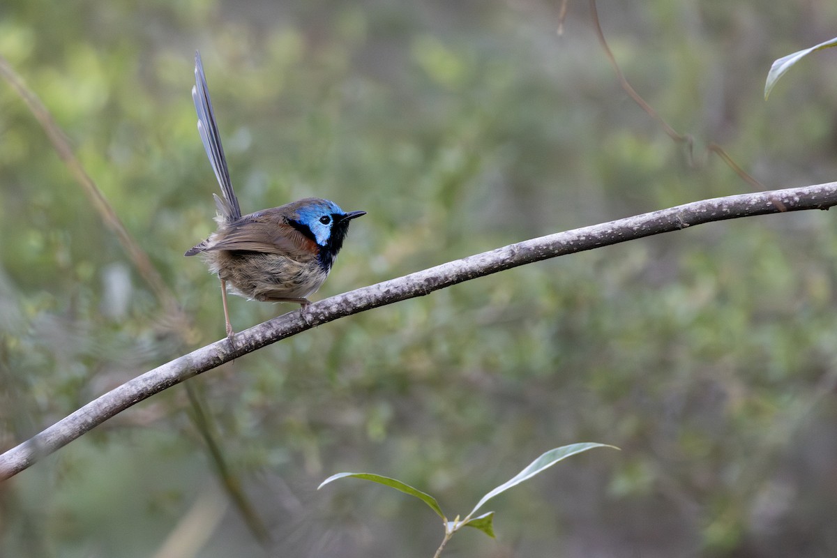 Variegated Fairywren - ML641414524
