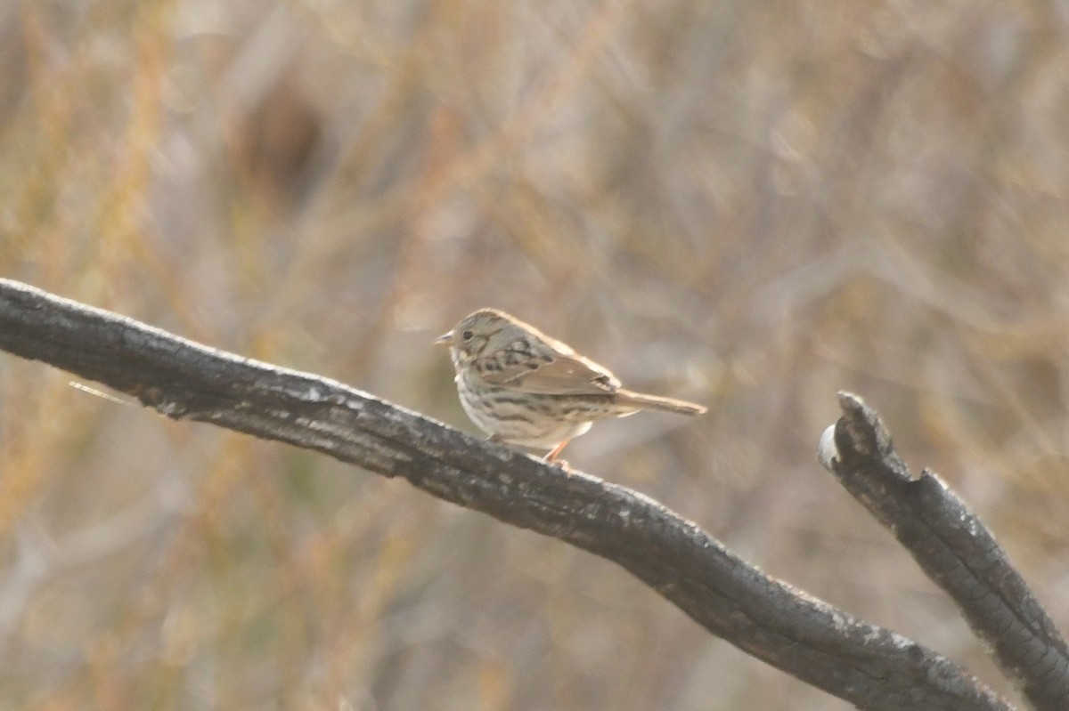 Lincoln's Sparrow - ML641414551