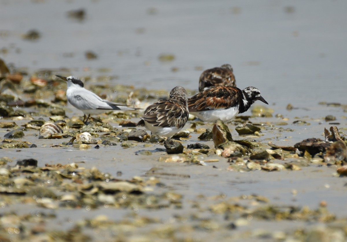 Ruddy Turnstone - ML641414564