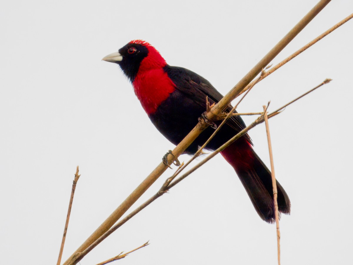Crimson-collared Tanager - ML641414576