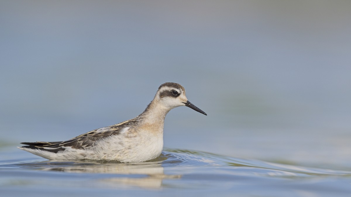 Red-necked Phalarope - ML641414591
