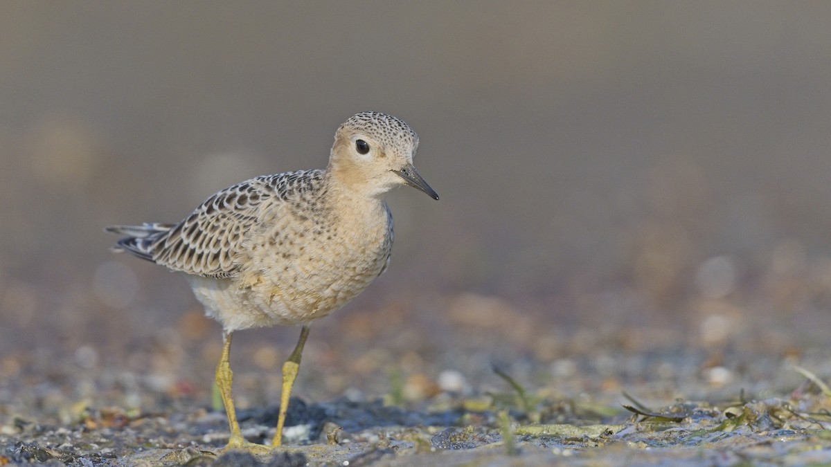 Buff-breasted Sandpiper - ML641414606