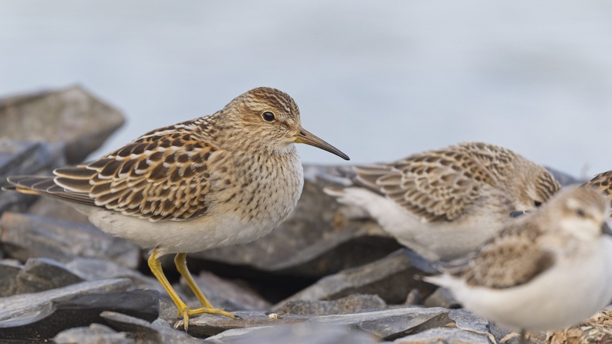 Pectoral Sandpiper - ML641414614