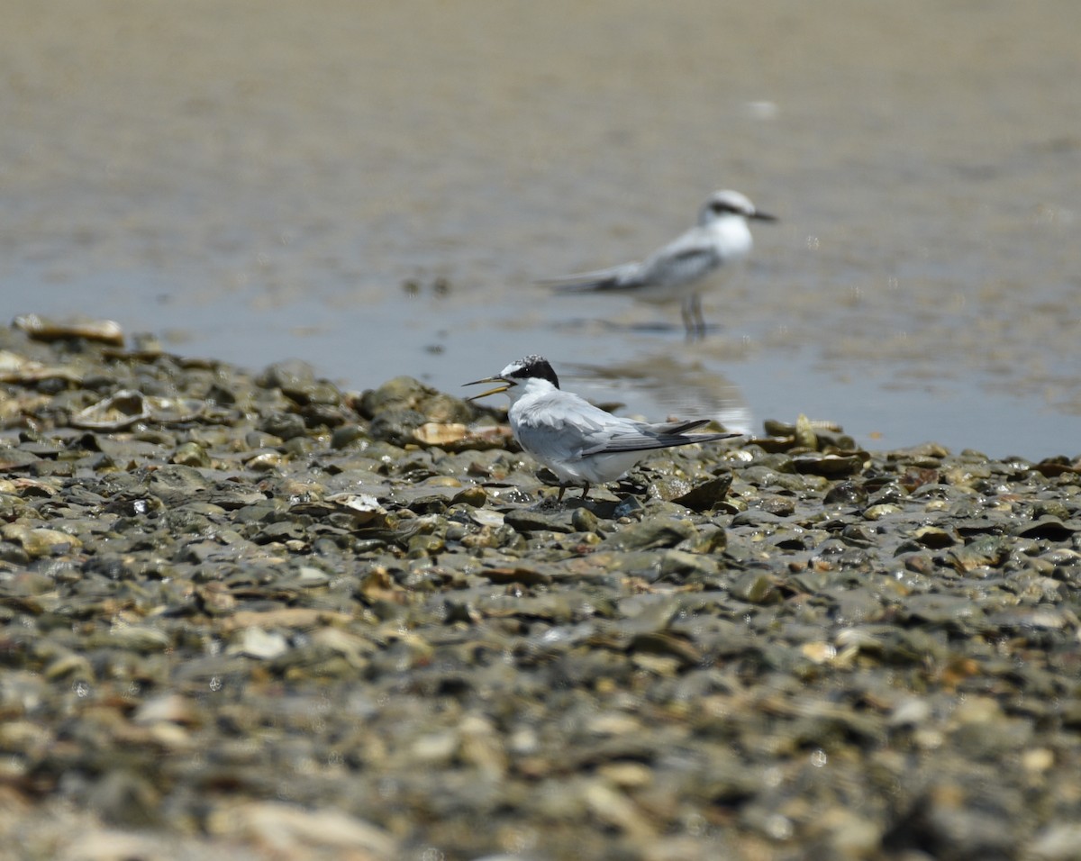 Least Tern - ML641414622