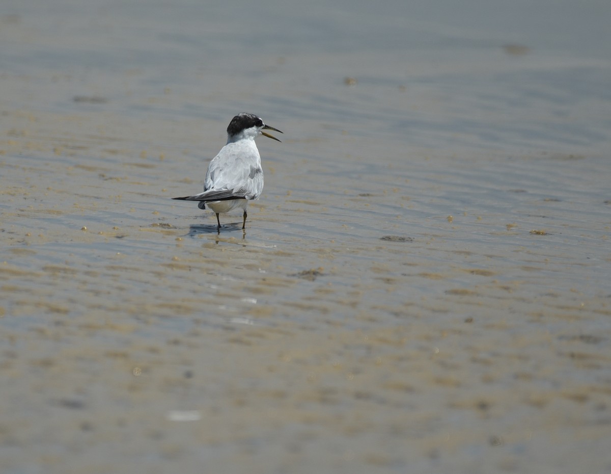 Least Tern - ML641414623