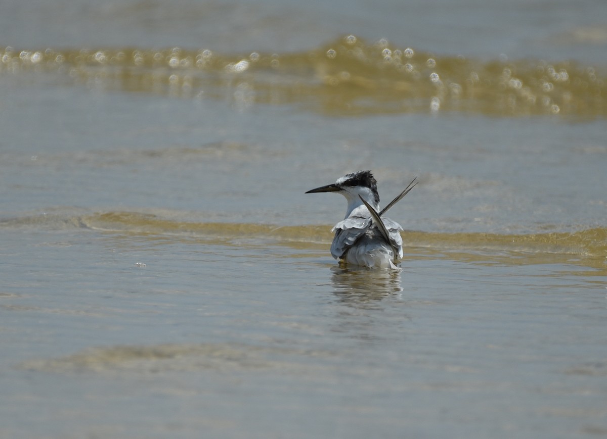 Least Tern - ML641414624