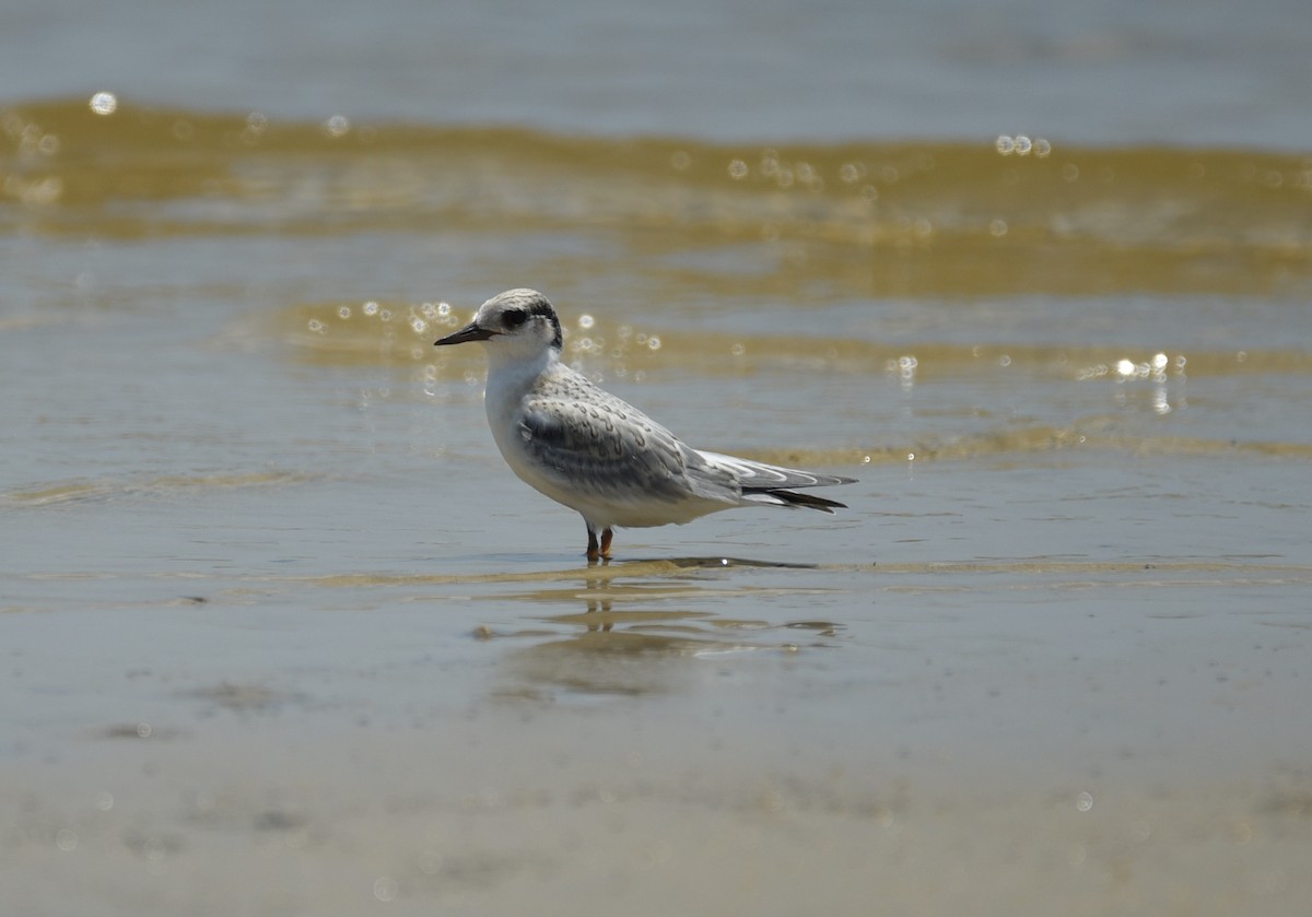 Least Tern - ML641414626