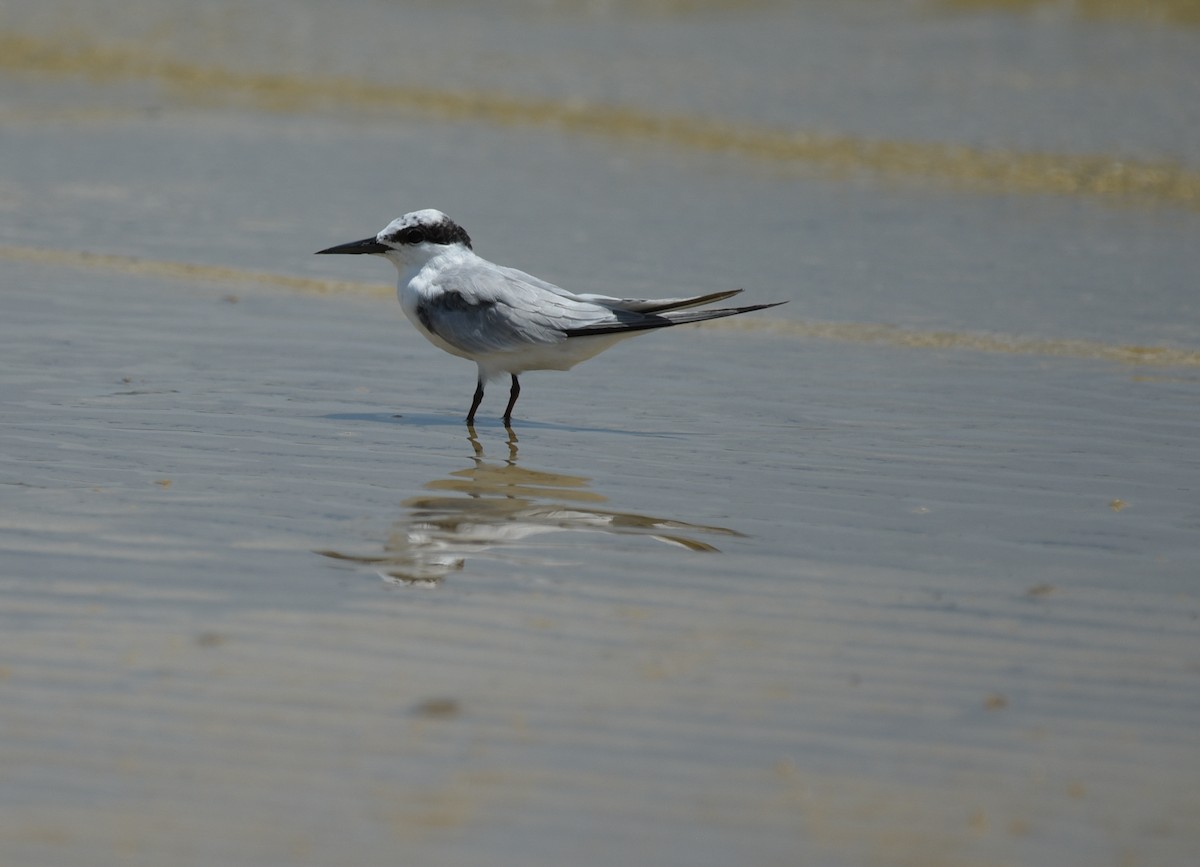 Least Tern - ML641414628