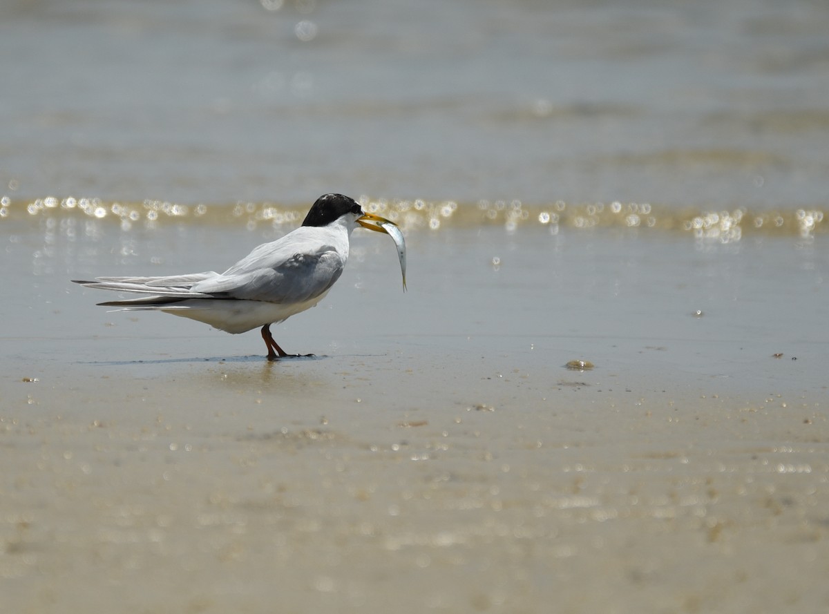 Least Tern - ML641414629
