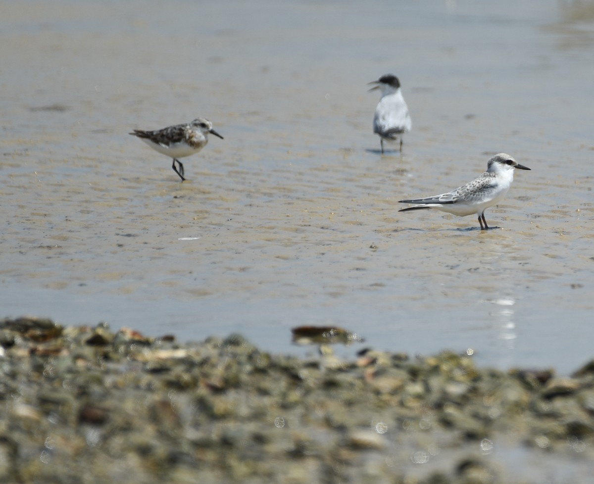 Least Tern - ML641414630