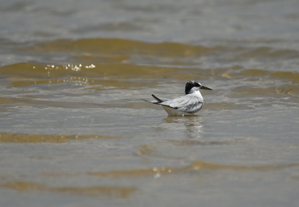 Least Tern - ML641414632