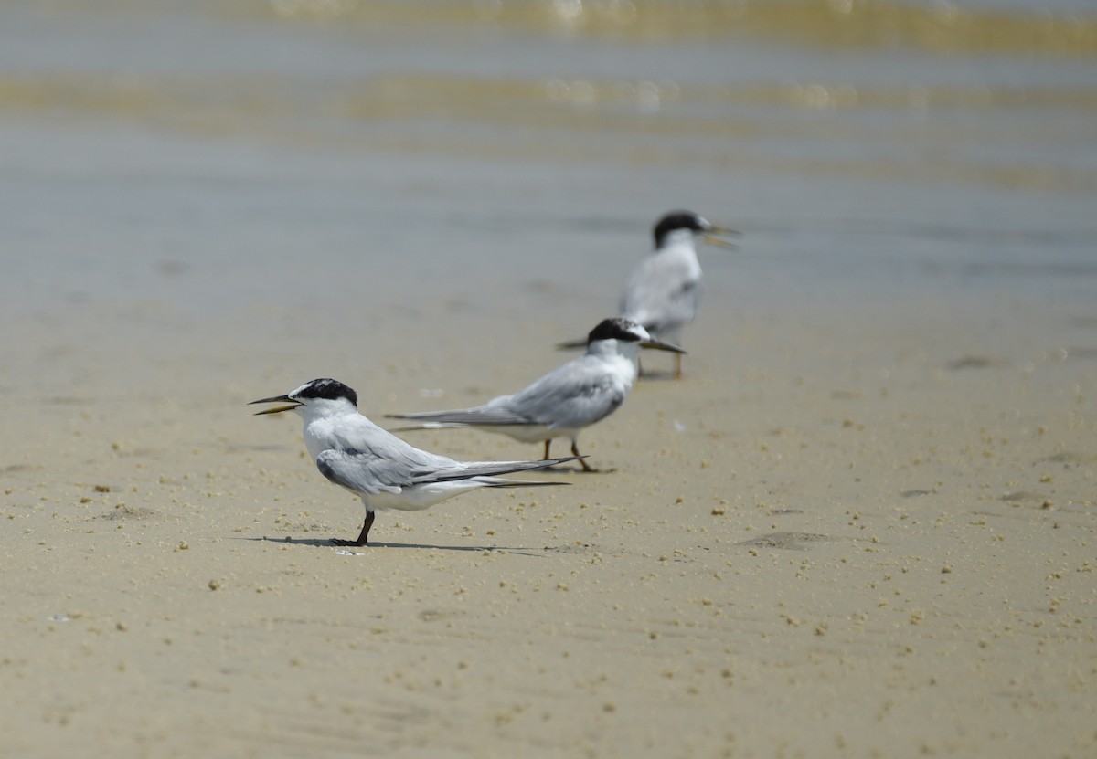 Least Tern - ML641414633