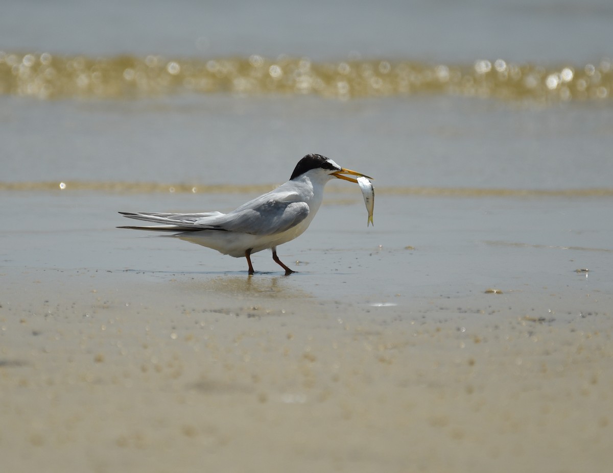 Least Tern - ML641414634