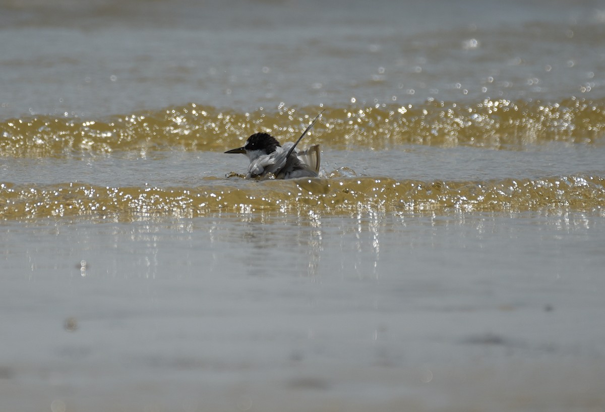 Least Tern - ML641414636