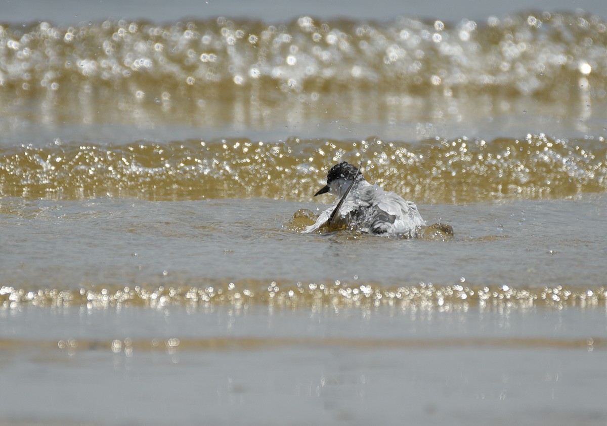 Least Tern - ML641414637