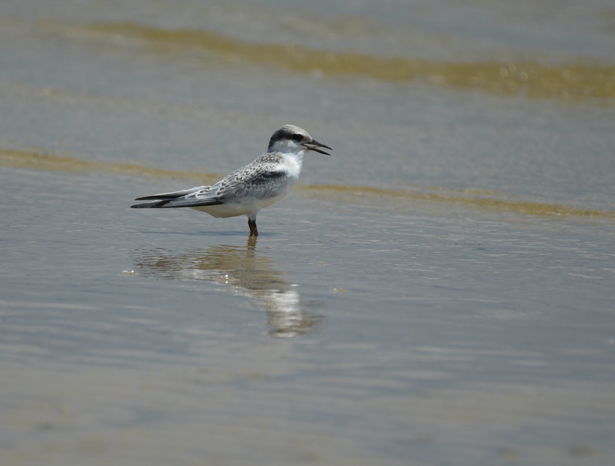 Least Tern - ML641414638