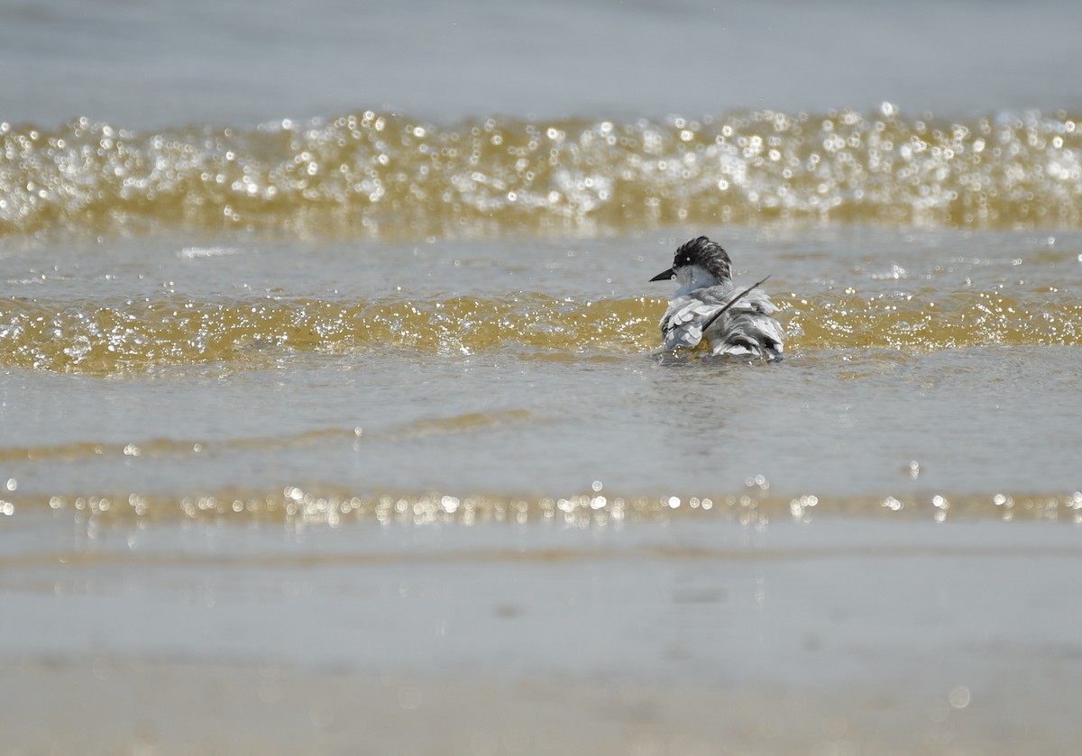 Least Tern - ML641414640