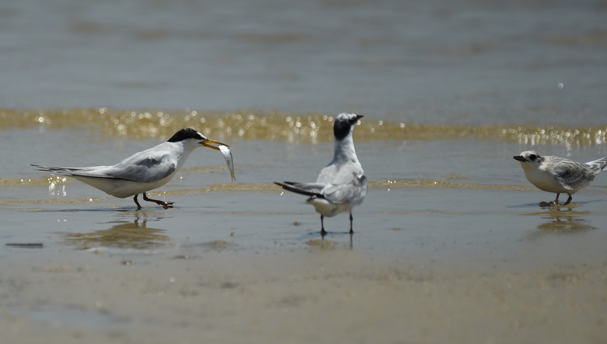 Least Tern - ML641414641