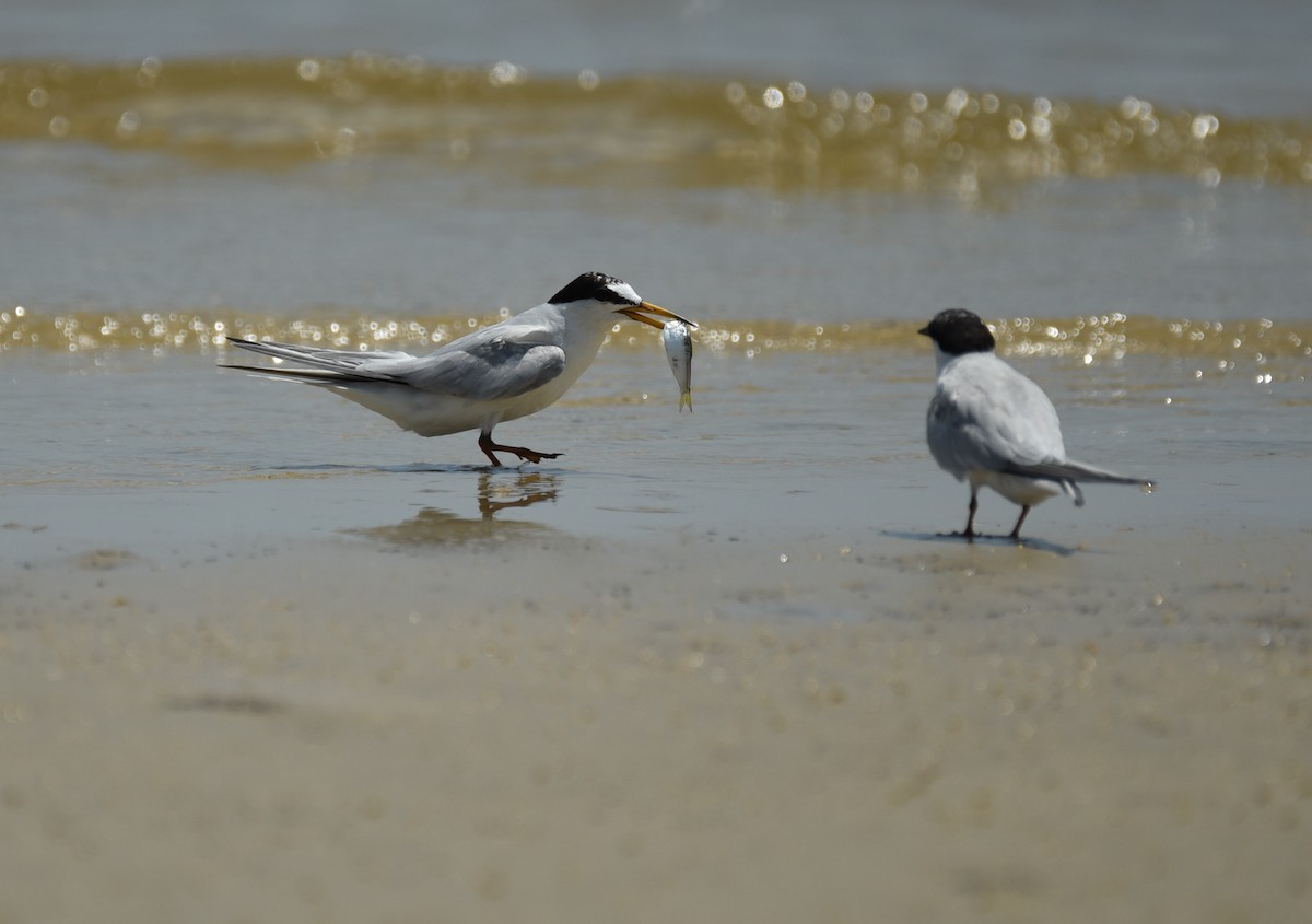 Least Tern - ML641414642