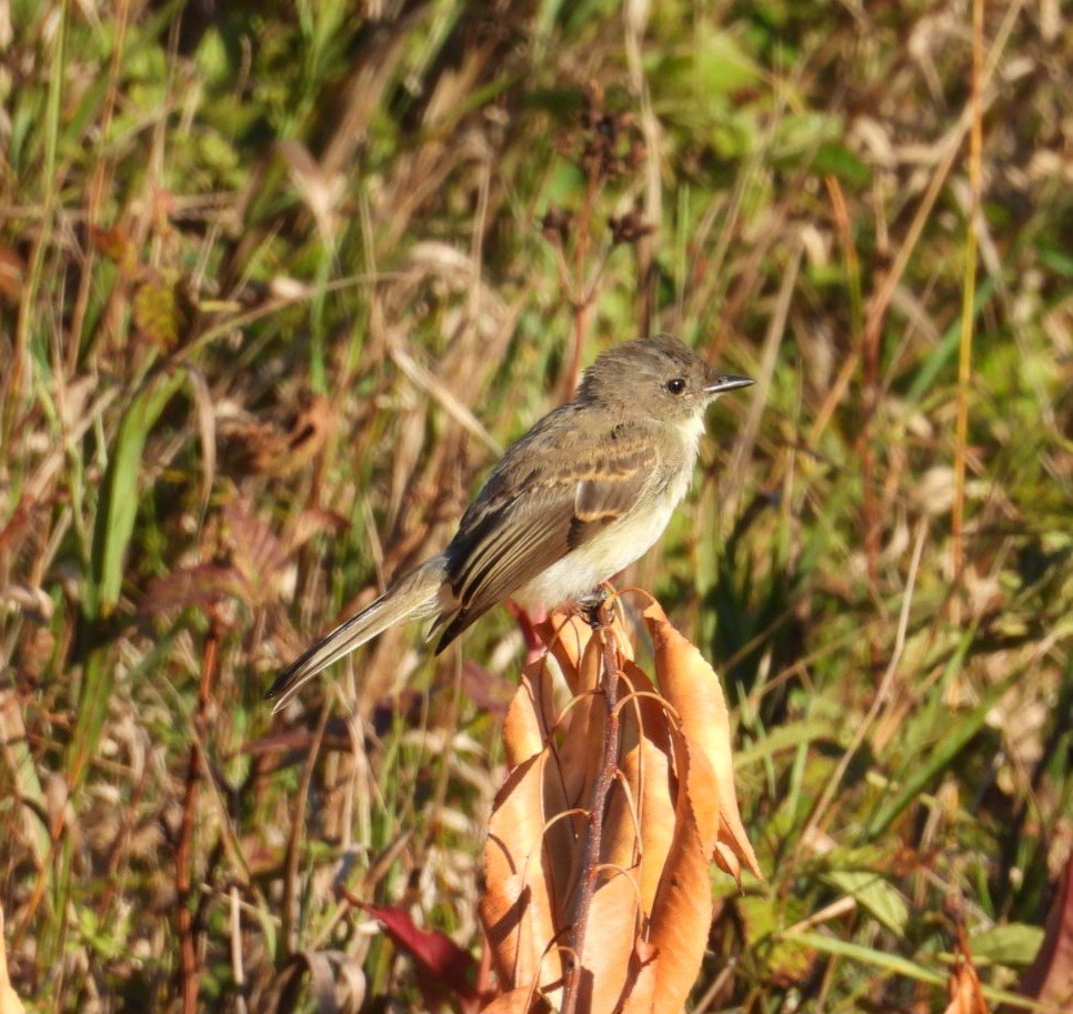Eastern Phoebe - ML641414667
