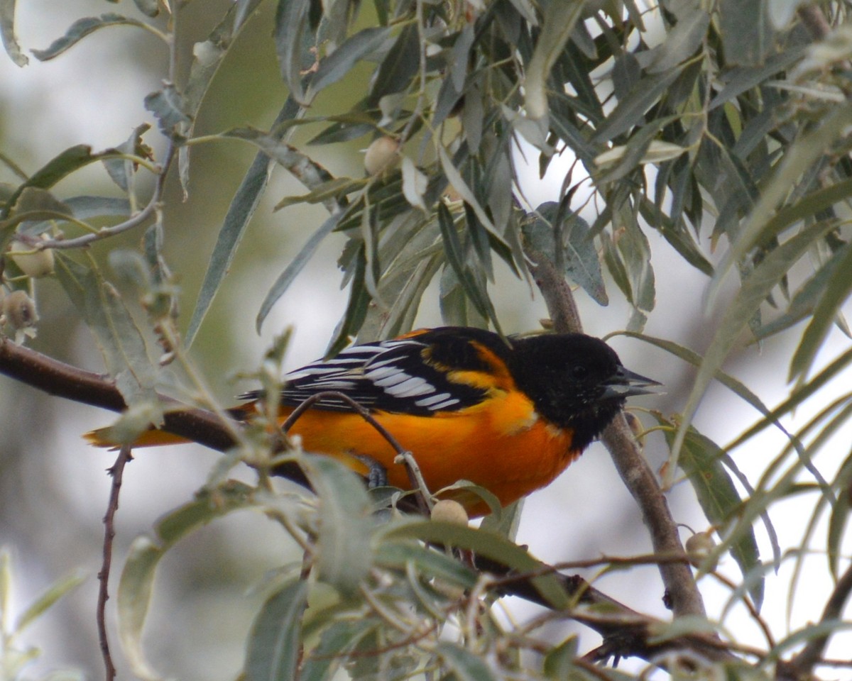 Oriole de Baltimore - ML641414716