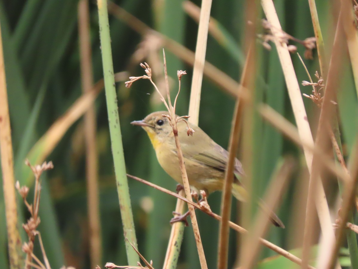 Paruline masquée - ML641414727